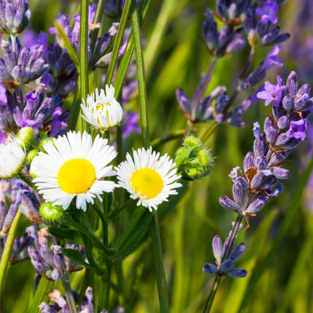 Relajación natural en casa: Descubre los beneficios de la lavanda y la manzanilla