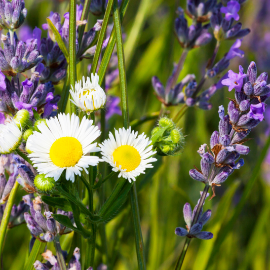 Relajación natural en casa: Descubre los beneficios de la lavanda y la manzanilla