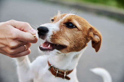 Premios naturales para perritos